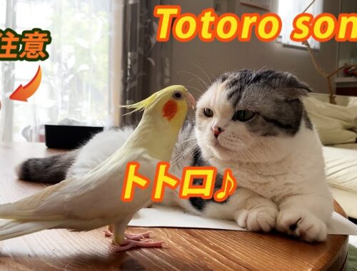 猫にトトロを歌うオカメインコ Cockatiel singing Totoro-song to cat.【マンチカン】【オカメインコ】【シロハラインコ】