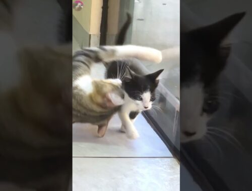 Rescued kitten teases older cat #shorts
