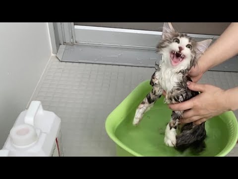 子猫のお風呂が大変すぎました【ノルウェージャンフォレストキャット】【サイベリアンフォレストキャット】【先住猫と子猫】シャンプー・トリートメント・リンス・シャワー