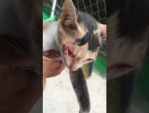 Abandoned kitten recovers from Corneal Ulcer