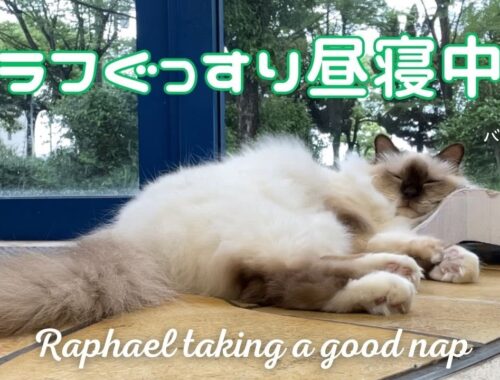 バーマン猫ラフ【ラフぐっすり昼寝中】Raphael taking a good nap（バーマン猫）Birman/Cat