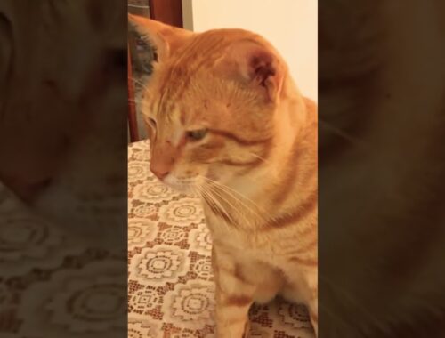 cutest and funniest golden brown cats. cats lifestyle diary. funny cats vedios ♥️♥️✅