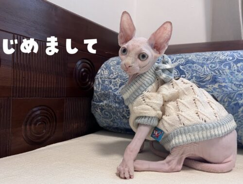 【お知らせ】新しい家族スフィンクス子猫のご紹介【ベンガル/スフィンクス猫】