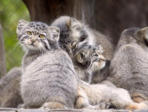 Manul kittens in Novosibirsk zoo!