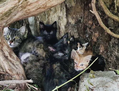 The mother cat who asks for help so that her kittens do not go blind.