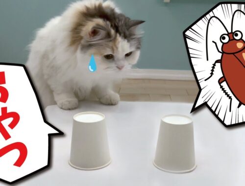 【閲覧注意】猫がオヤツとゴキブリが入ってる紙コップ当てゲームをしてみた結果…！【関西弁でしゃべる猫】