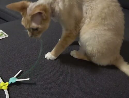 歯磨き猫じゃらしをプレゼントにもらったデボンレックス猫です。(Devon Rex cat gets a present of dental care toy)