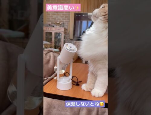 【スコティッシュフォールド】美意識高い猫ちゃん#Shortsほてちゃん