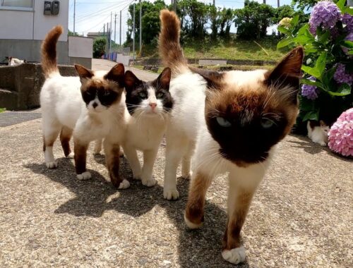 猫島に行ったら、シャム猫率高めの猫軍団に取り囲まれた！