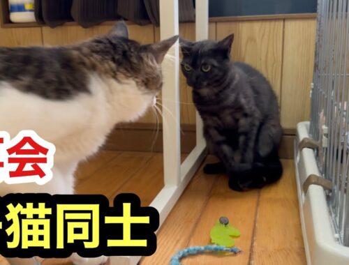【３ヶ月ぶりの再会】子猫同士の意外な反応