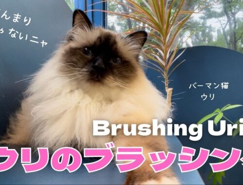 あんまり好きじゃないニャ【ウリのブラッシング】Brushing Uriel（バーマン猫）Birman/Cat