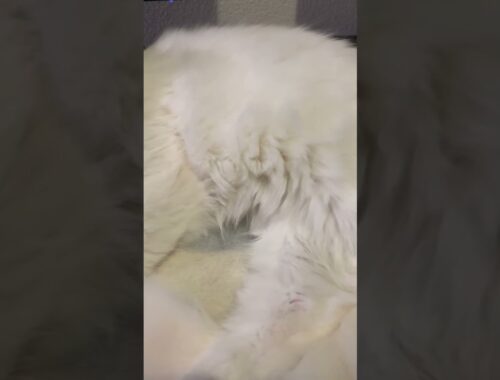 sleep cat #cat #ねこ #ねこのいる生活 #ラガマフィン #ragamuffin #shorts