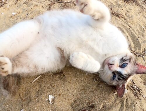 砂浜に行ったら、シャムミックス猫がへそ天ポーズで甘えてきた