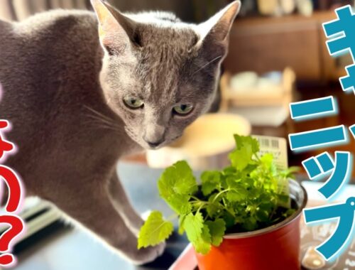 ロシアンブルー | 猫は新鮮なキャットニップがお好き？ [Russian Blue cat Kotetsu] We observed whether cats like fresh catnip.
