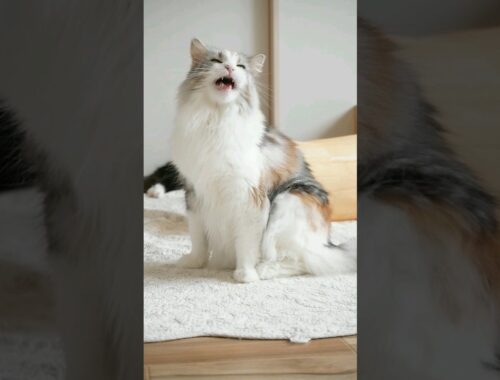 ﾒｲﾝｸｰﾝひなちゃんの鳴き声とｶｷｶｷ   #メインクーン #猫動画可愛い #猫カフェ #可愛い猫 #cat #猫動画