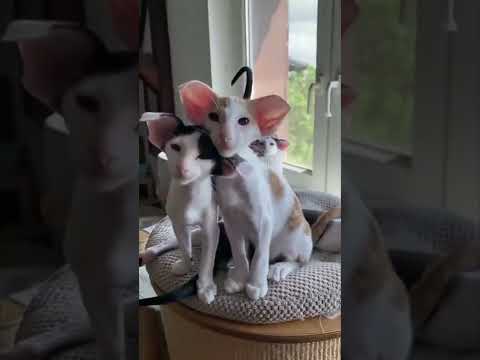 big ear cats talk!