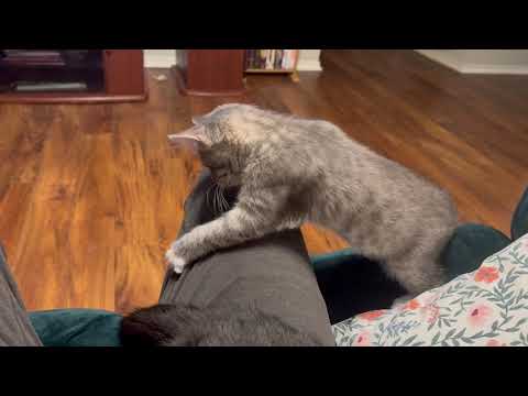 Older Cat Snaps At Playful Kitten || ViralHog