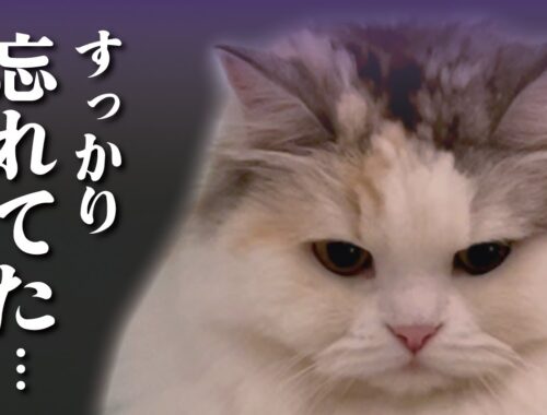 ごめんなさい…忘れてました…ほんまです…うそじゃないです…【関西弁でしゃべる猫】