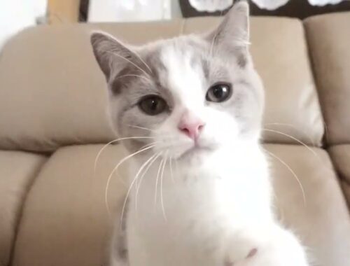 ブリティッシュショートヘアー子猫　British Shorthair　2023.2.27産まれ　ライラック&ホワイト　男の子　シーダキャット猫のお店
