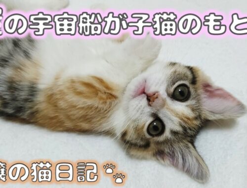 謎の宇宙船が子猫のもとに【お嬢の猫日記 / OJO- CAT DAILY】