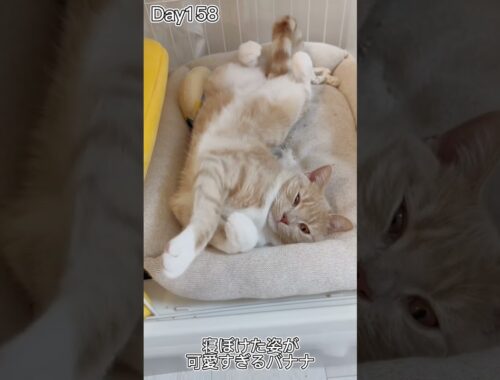寝ぼけた子猫が最高に可愛い #shorts #猫 #子猫【マンチカン×サイベリアン】