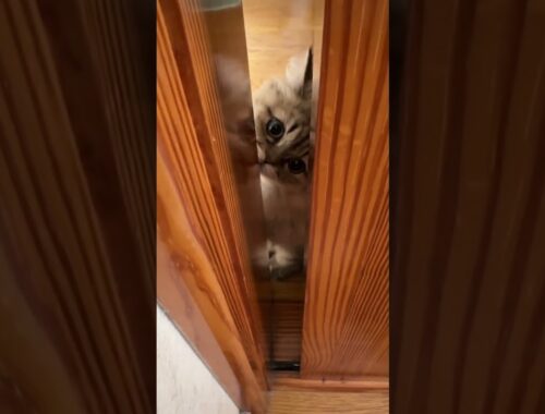 ドアの隙間から見る猫が可愛い。＃shorts【ペルシャ猫】