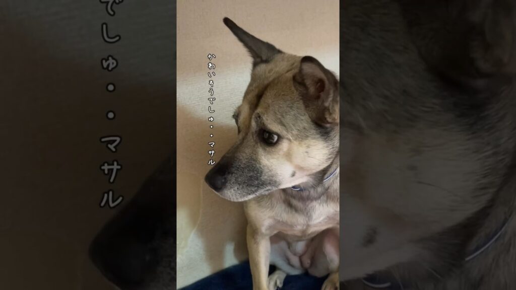 【虐待された犬アッチャン】置き去りにされ捨てられた猫。#shorts 【虐待された犬アッチャン】置き去りにされ捨てられた猫。#shorts