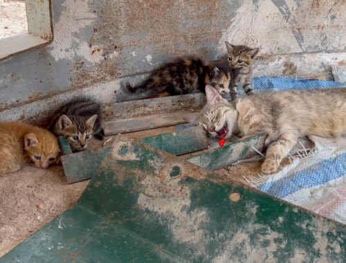 Four kittens found next to mother cat exhausted from heat and lack of food in an abandoned factory