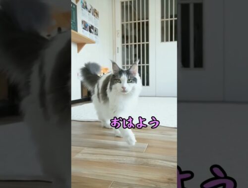 6/17出勤風景【メインクーン 】 #猫動画おもしろい #可愛い猫