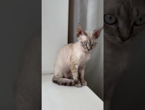 Meow meow kitten 🤗🤗🤗 the cutest cat 🫶 Devon Rex Brynza