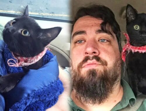 Man Rescues Kitten, And Kitten Immediately Adopts Man