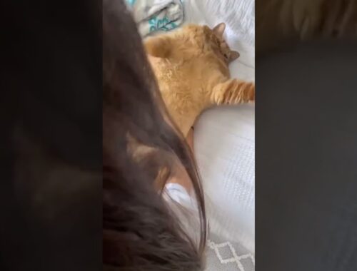How to wake up my big fat brown cat?