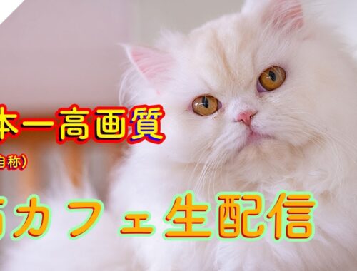 #161 日本一高画質猫カフェ生配信(自称) Virtual catcafe tour