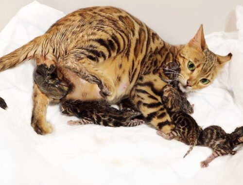Bengal Cat Giving Birth to 5 Kittens - Beautiful & Emotional