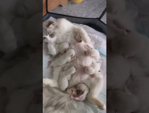 A cat with her 7 progeny 🌹🌹🌹. #youtubeshorts #viral #video