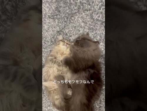 モフモフ同士暑そうなラガマフィン #猫のいる暮らし #ラガマフィン #子猫動画