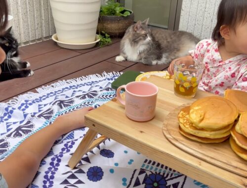 ふかふかのお腹を見た娘から枕代わりにされる猫　ノルウェージャンフォレストキャット　cat used as pillow by daughter