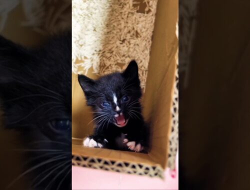 Suara Anak Kucing Hitam Meowing Lagi Marah #foryou #viralvideo