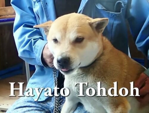STOP！Dog&Cat Meat Festival. 犬猫肉祭！ Hayato Tohdoh　※チャンネル登録お願いします※Subscribe to the channel. #StopYulin