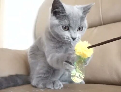 ブリティッシュショートヘアー子猫　British Shorthair　2023.3.9産まれ　ブルー　女の子　シーダキャット猫のお店
