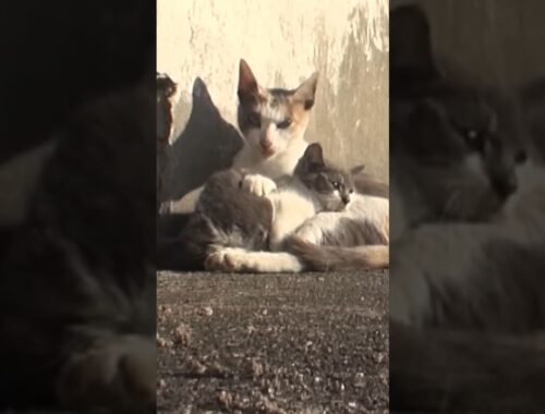 Mama Cat Couldn’t Give Up On Her Disabled Baby Kitten!