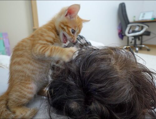 The End of the Kitten that Woke the Butler Up Like Crazy