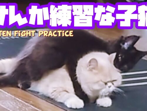 子猫様の喧嘩練習に付き合う先住猫様Practice fighting between a kitten and a resident cat