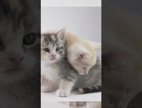 Adopt 2 Kittens instead of 1! #adoptdontshop #kittens