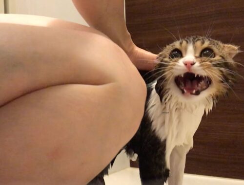 ママとお風呂に入る猫【スコティッシュフォールド】【Scottish Fold】