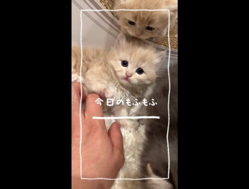 【今日もふ】キンカロー子猫♡DAY28【2022年12月5日】2
