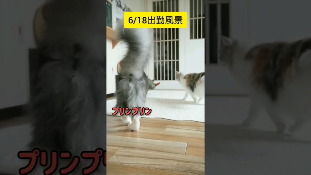 【6/18出勤風景】 #メインクーン #猫カフェ #cat #可愛い猫 #茶トラ #白黒猫 #かわいい猫 #出勤のお時間です#shorts 【6/18出勤風景】 #メインクーン #猫カフェ #cat #可愛い猫 #茶トラ #白黒猫 #かわいい猫 #出勤のお時間です#shorts