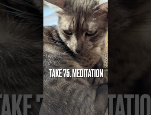 #瞑想する #猫 にゃ😸#meditation #エジプシャンマウ #ilovemycat #shorts