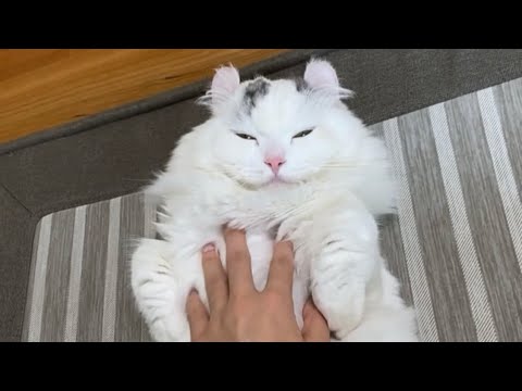 猫を飼った気分になれる動画【癒し/キンカロー/猫】