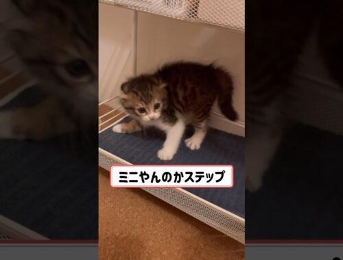 【やんのかステップ】をする子猫のメルちゃん#cat #こねこ #kitty #shorts